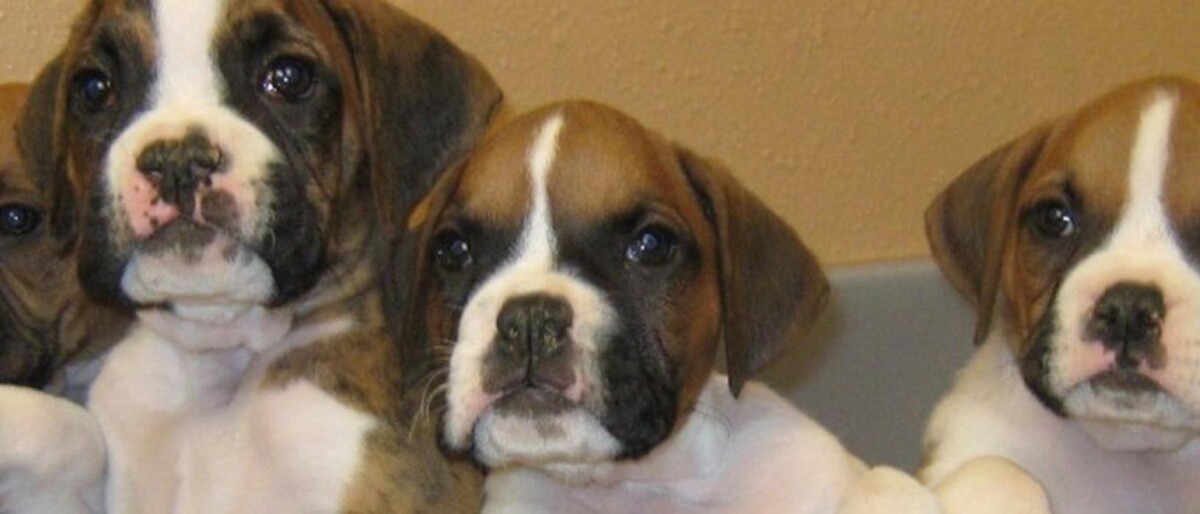 Images Marshfield Veterinary Service