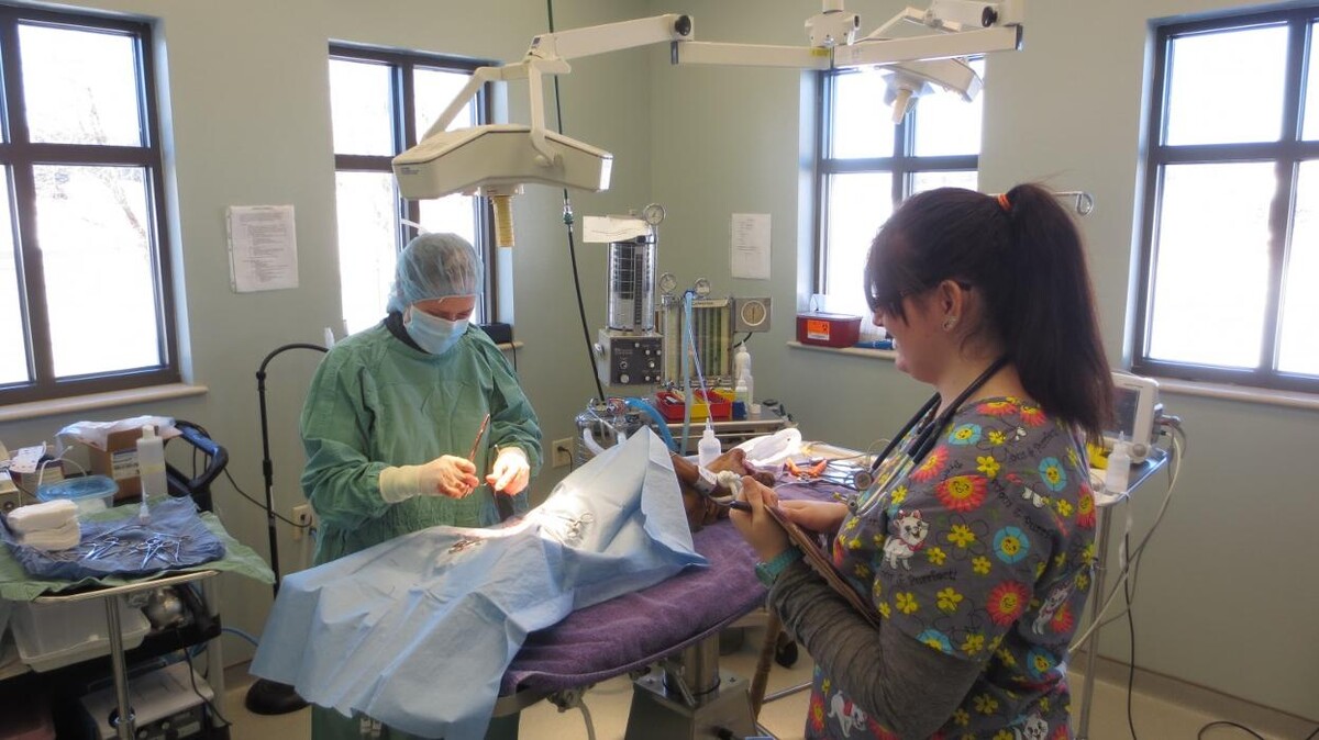 Images Marshfield Veterinary Service