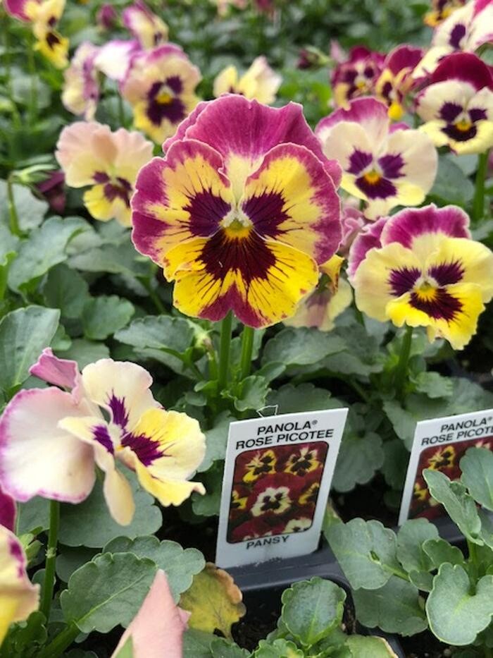 Images Horticare Landscape Companies
