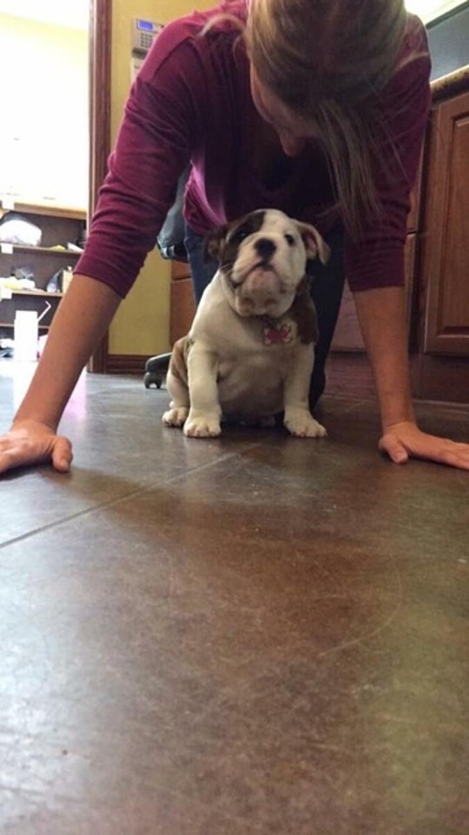 Images Chisholm Creek Pet Resort