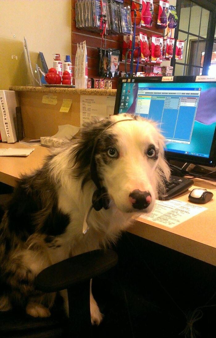 Images Chisholm Creek Pet Resort