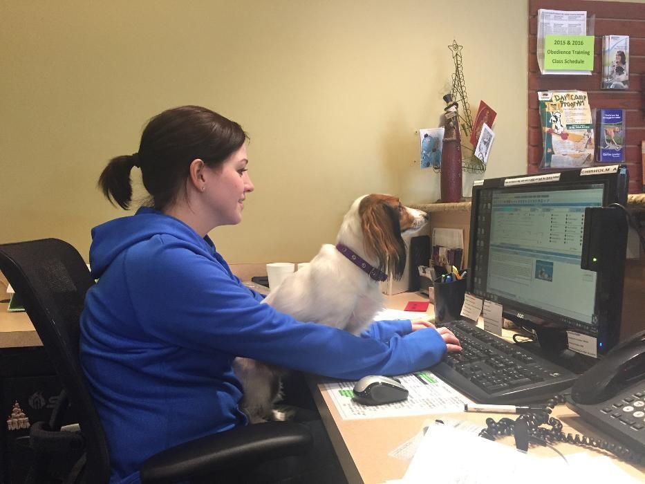 Images Chisholm Creek Pet Resort