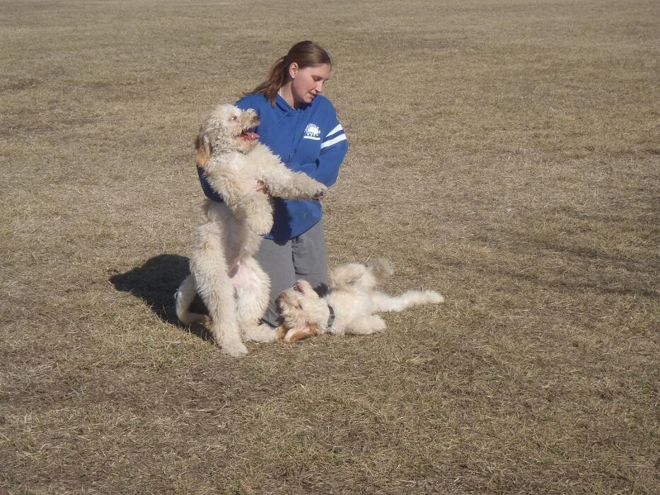 Images Chisholm Creek Pet Resort