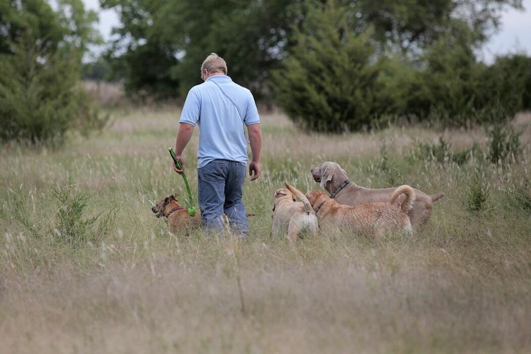 Images Chisholm Creek Pet Resort