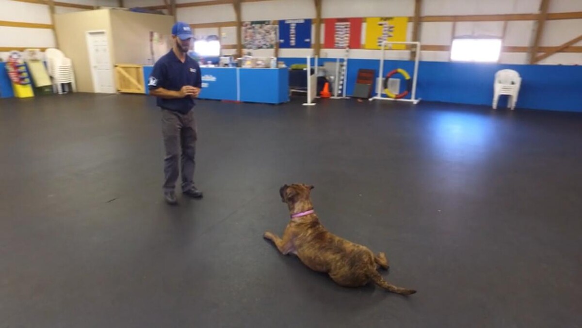 Images Chisholm Creek Pet Resort