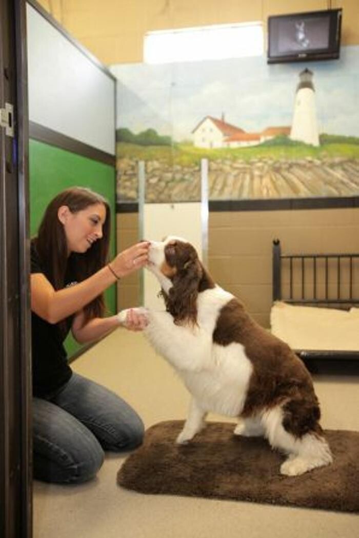 Images Chisholm Creek Pet Resort