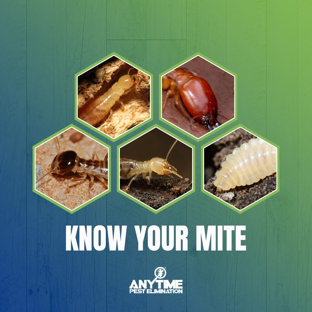 Anytime Pest Elimination Humble Logo