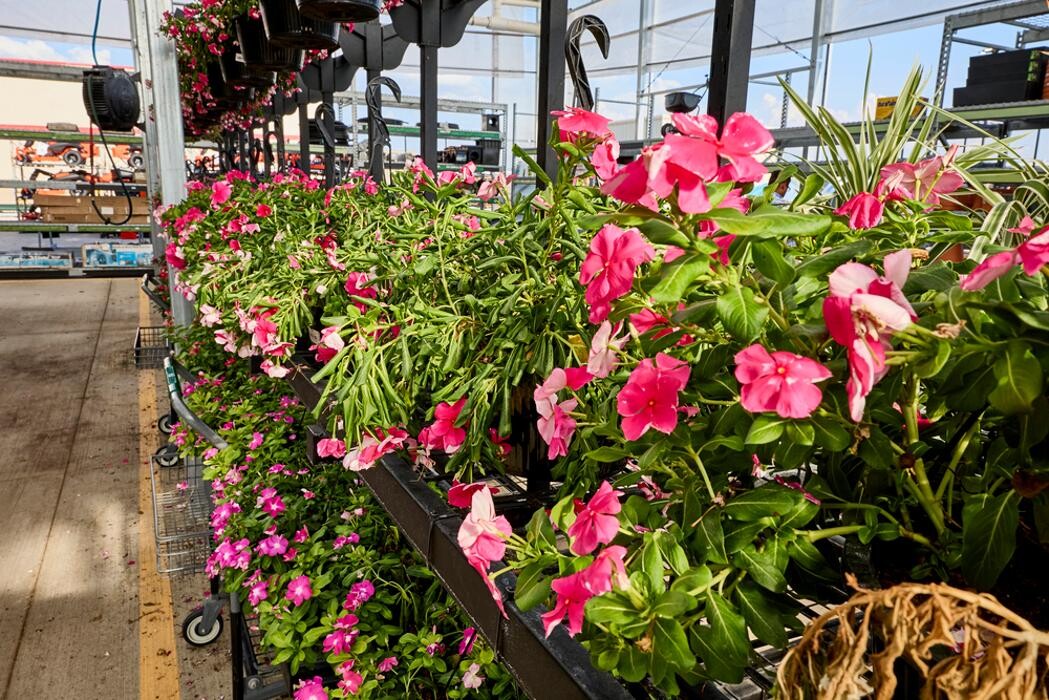 Images Tractor Supply Co.