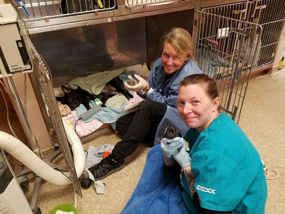 Images Raynham Veterinary Hospital, Inc.