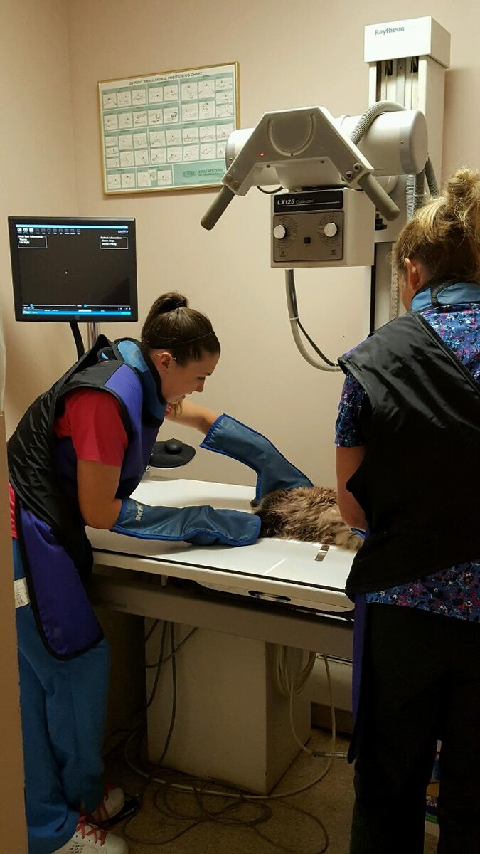 Images Raynham Veterinary Hospital, Inc.