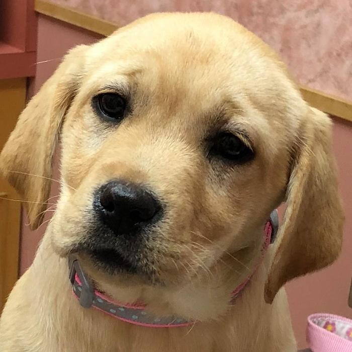 Images Raynham Veterinary Hospital, Inc.