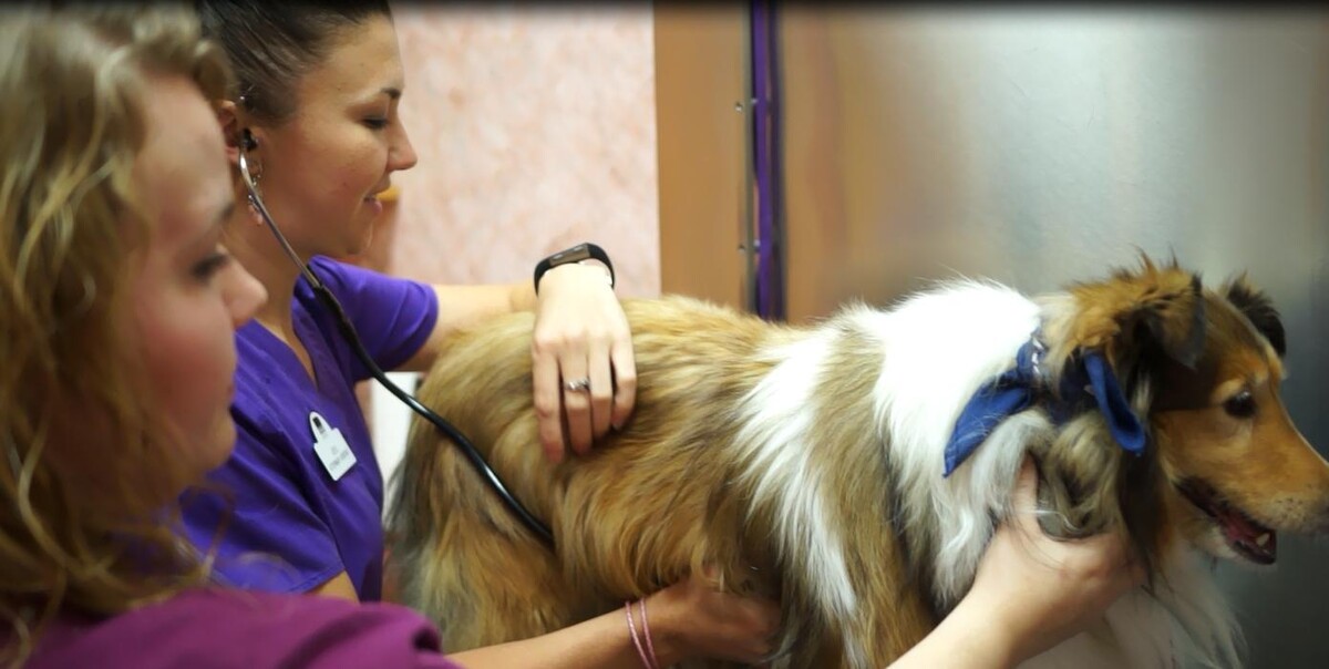 Images Raynham Veterinary Hospital, Inc.