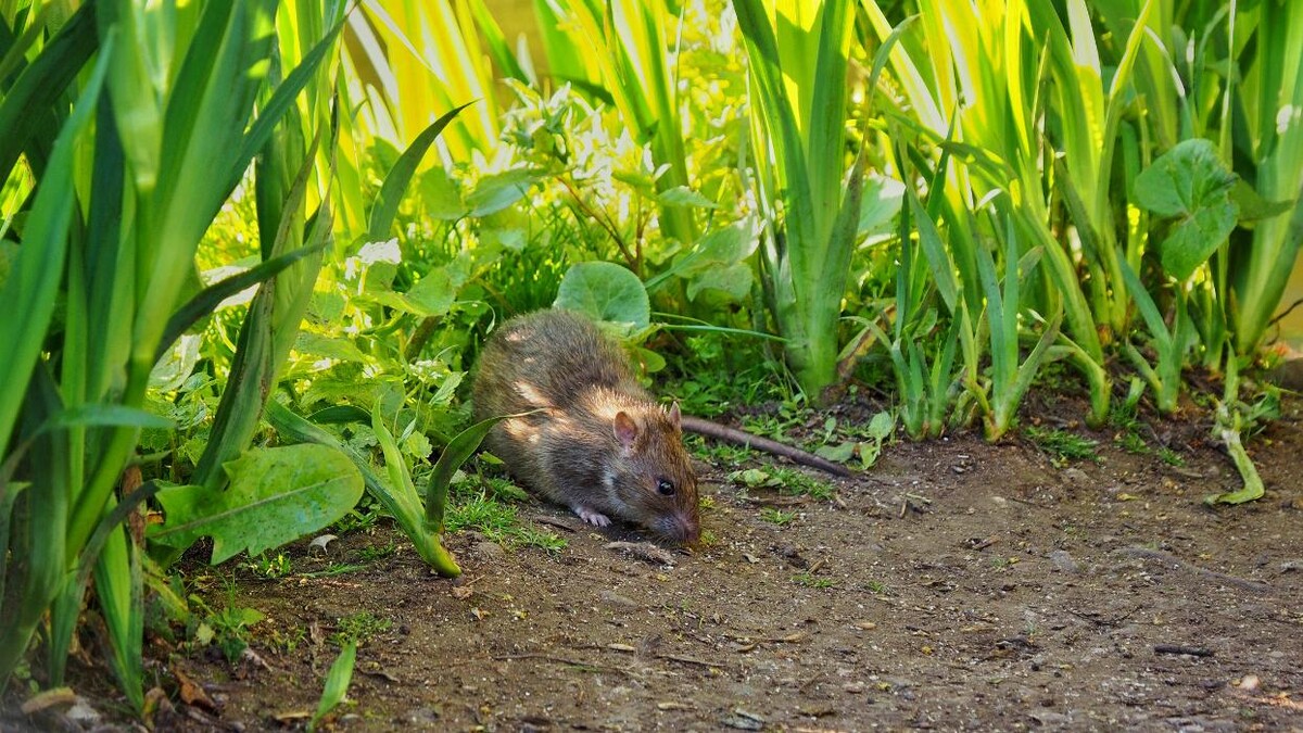 Images OPC Pest Services