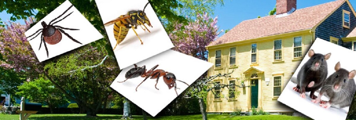 Images Waltham Pest Services