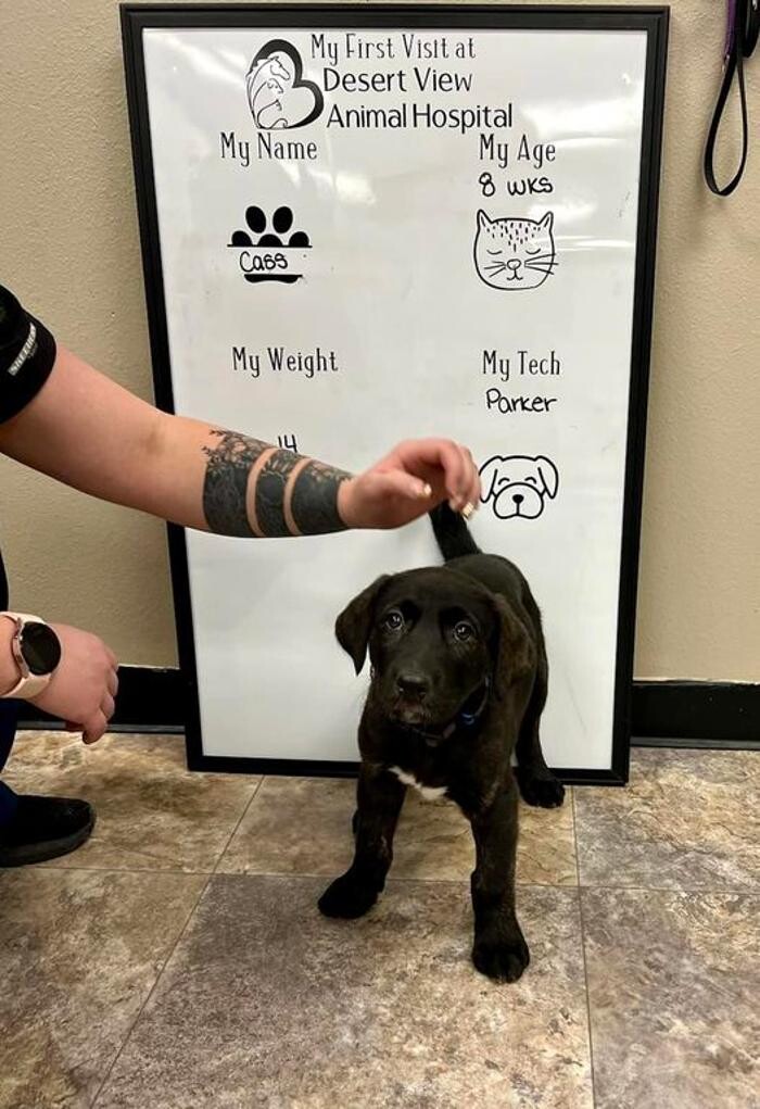 Images Desert View Animal Hospital