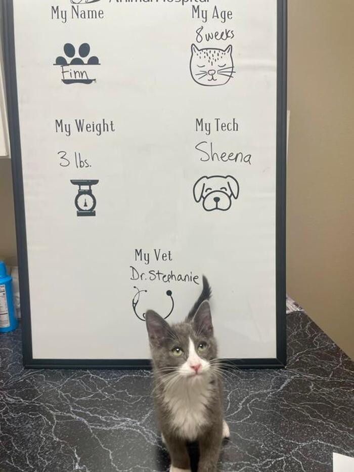 Images Desert View Animal Hospital