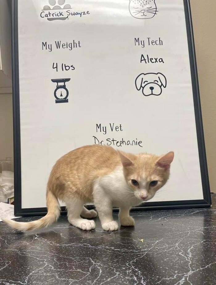 Images Desert View Animal Hospital