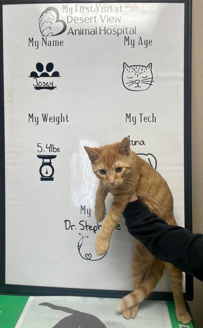 Images Desert View Animal Hospital