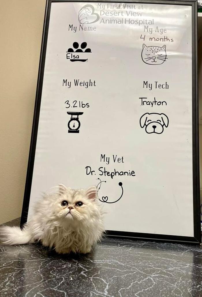 Images Desert View Animal Hospital