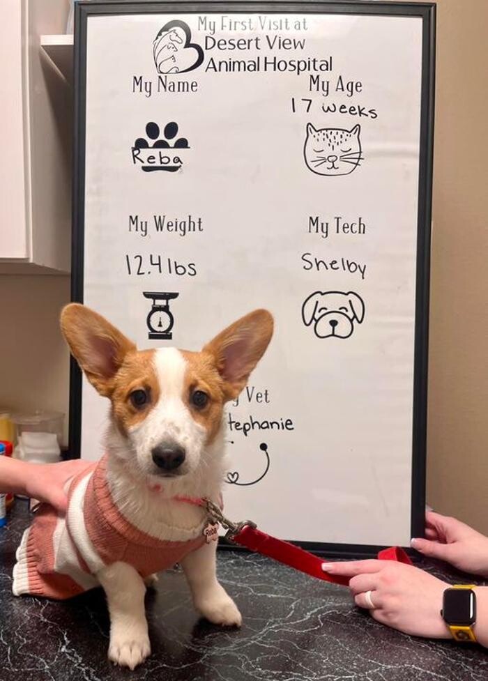 Images Desert View Animal Hospital