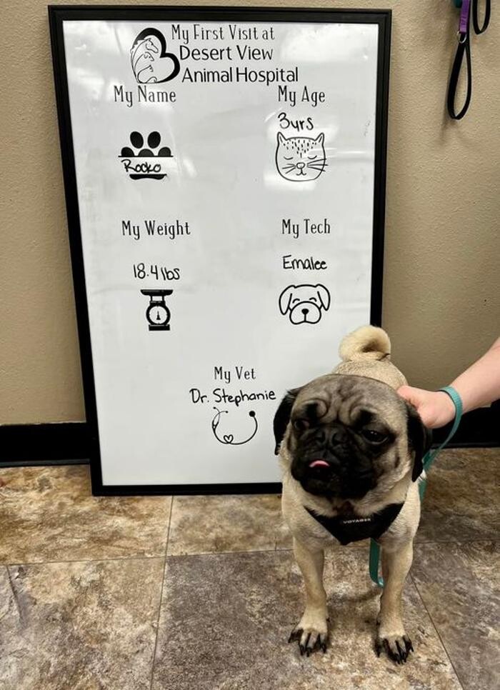 Images Desert View Animal Hospital