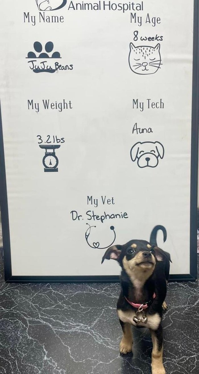 Images Desert View Animal Hospital