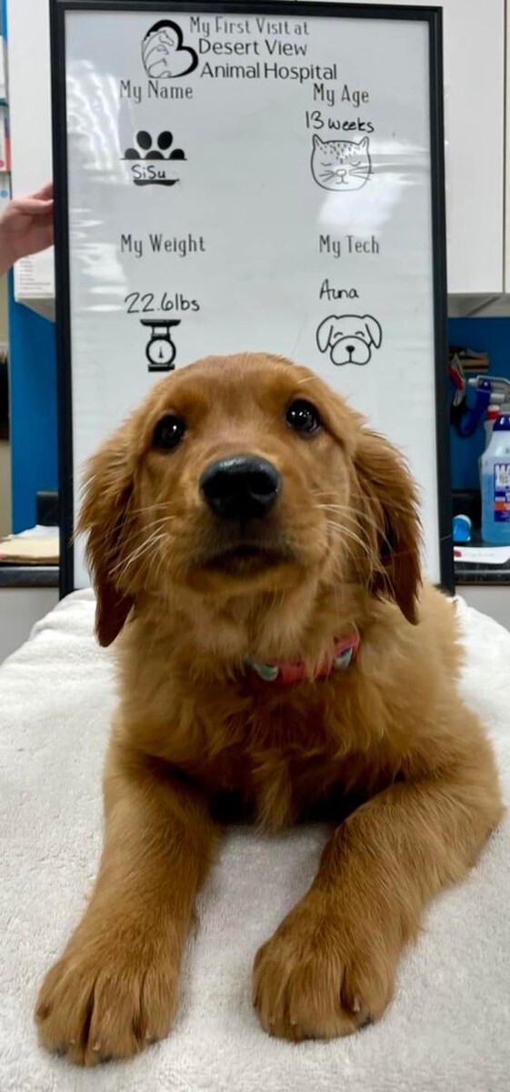 Images Desert View Animal Hospital