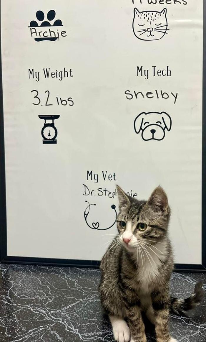 Images Desert View Animal Hospital