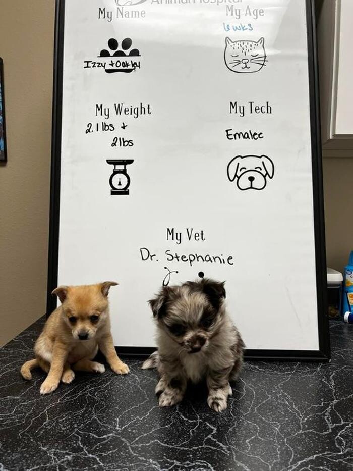 Images Desert View Animal Hospital