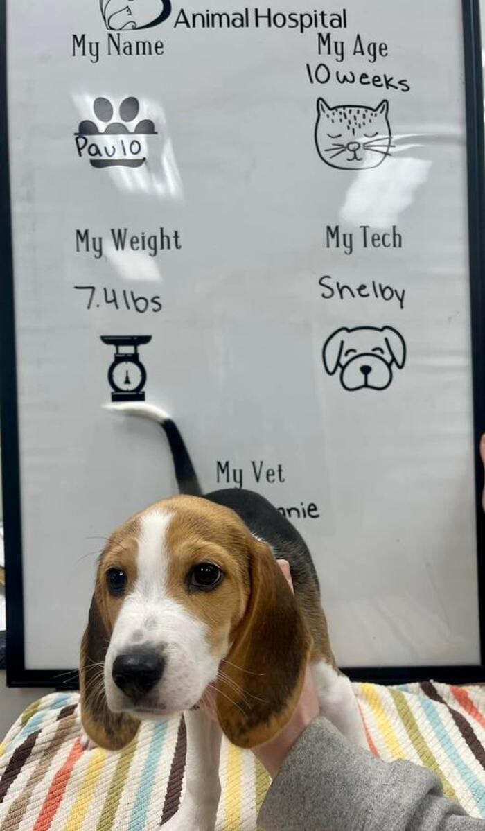 Images Desert View Animal Hospital