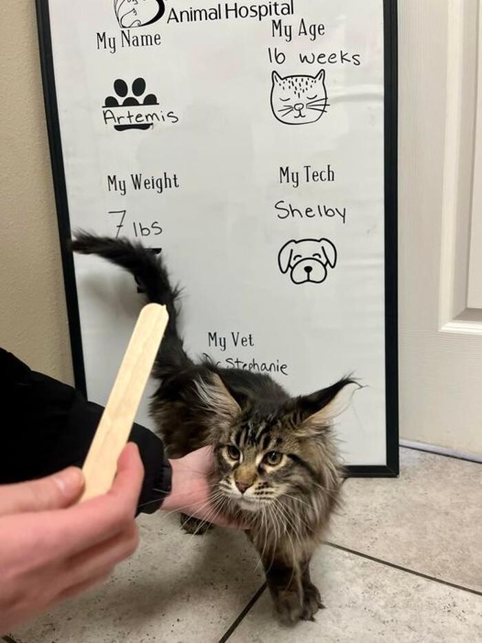 Images Desert View Animal Hospital