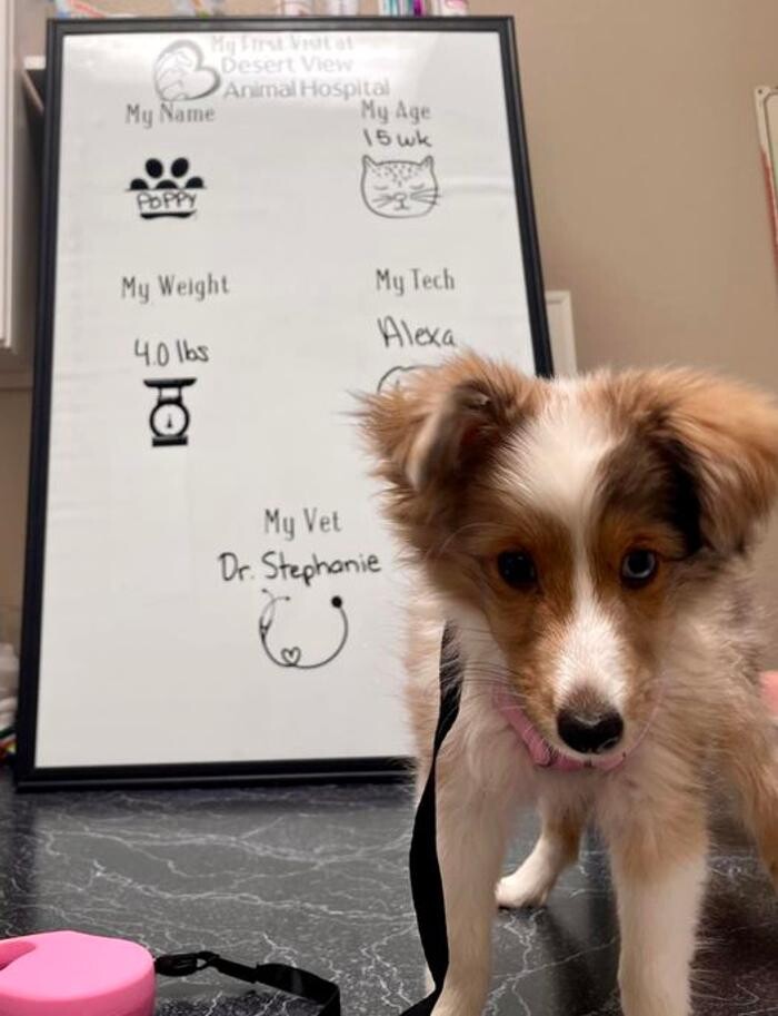 Images Desert View Animal Hospital