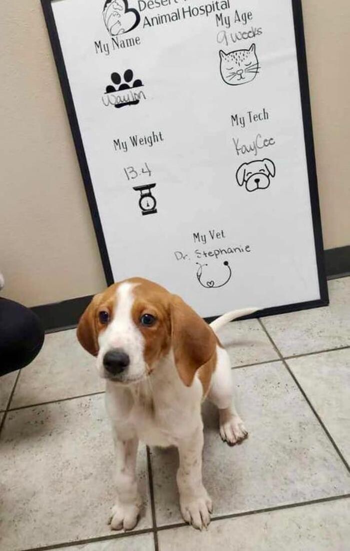 Images Desert View Animal Hospital