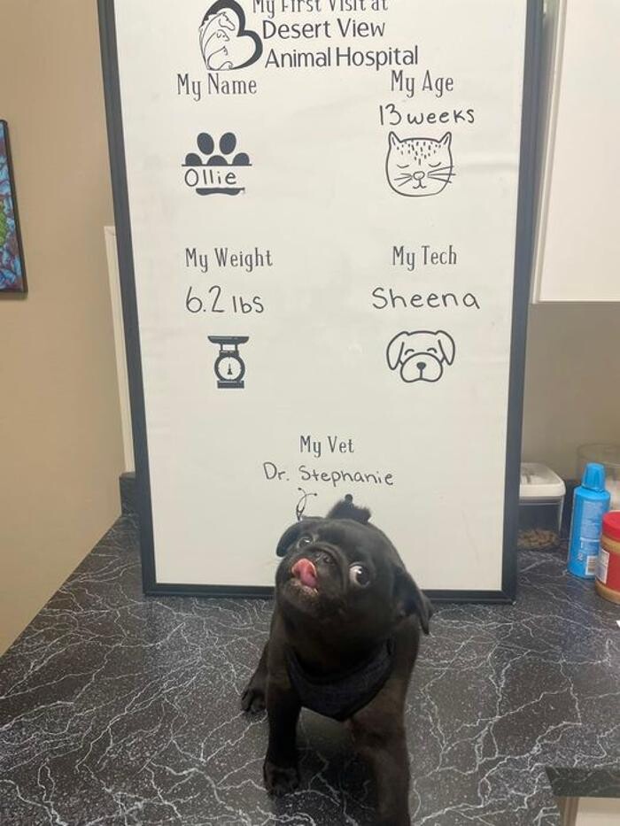 Images Desert View Animal Hospital