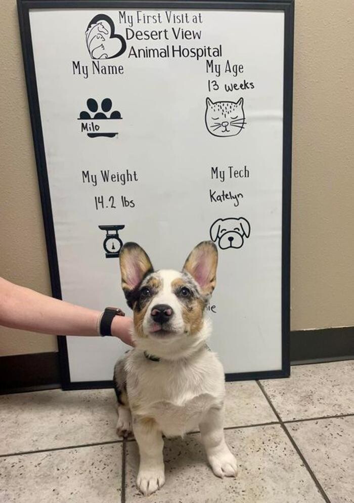 Images Desert View Animal Hospital