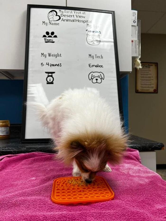 Images Desert View Animal Hospital