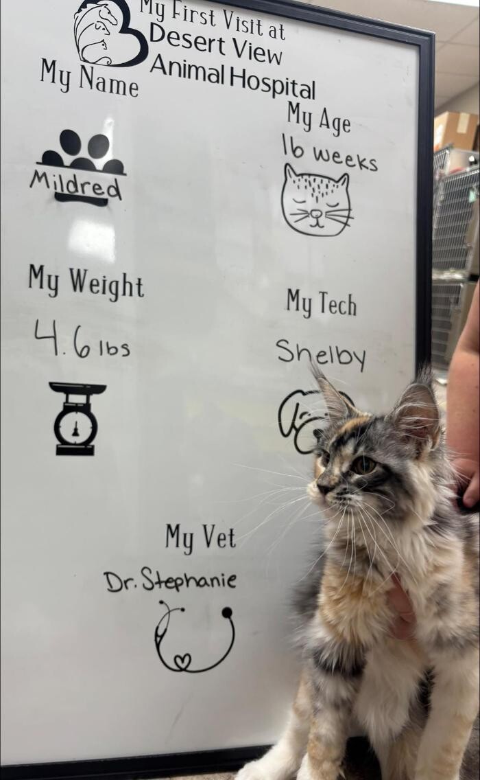 Images Desert View Animal Hospital