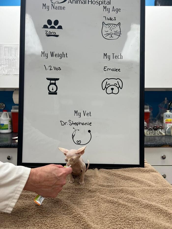 Images Desert View Animal Hospital