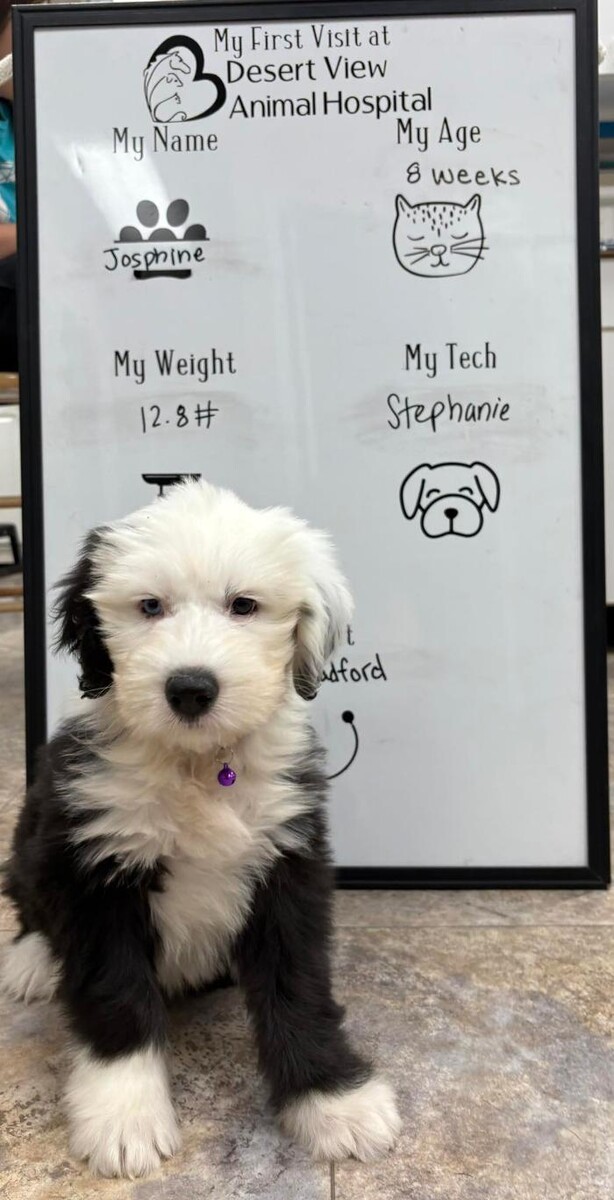 Images Desert View Animal Hospital