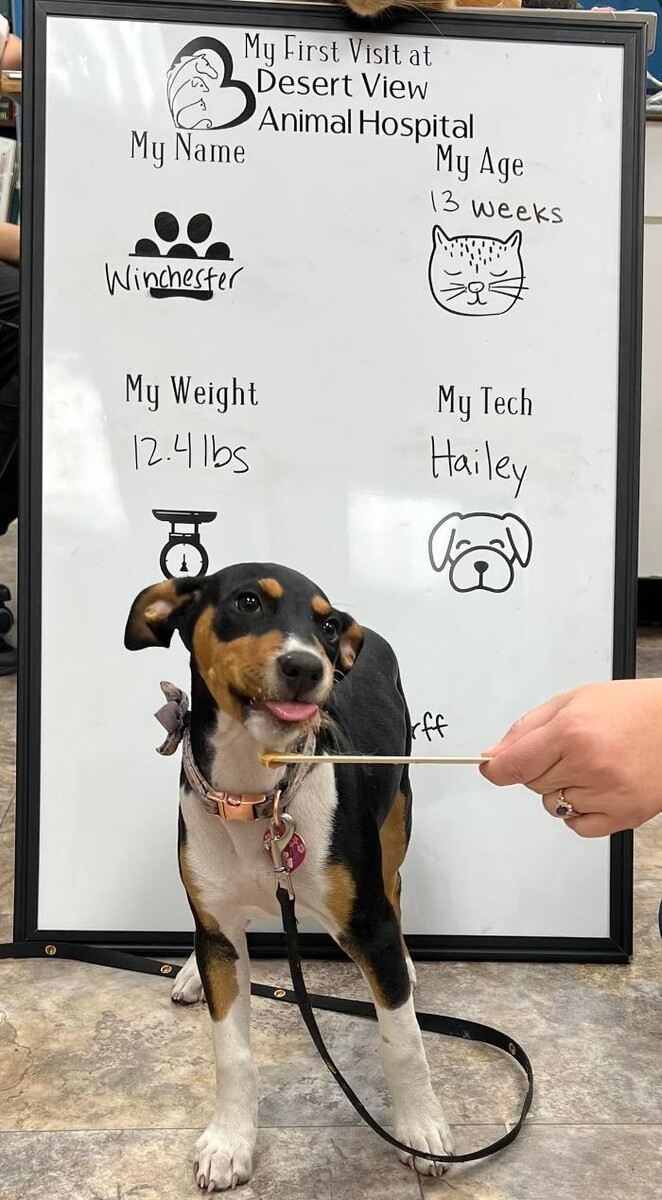 Images Desert View Animal Hospital