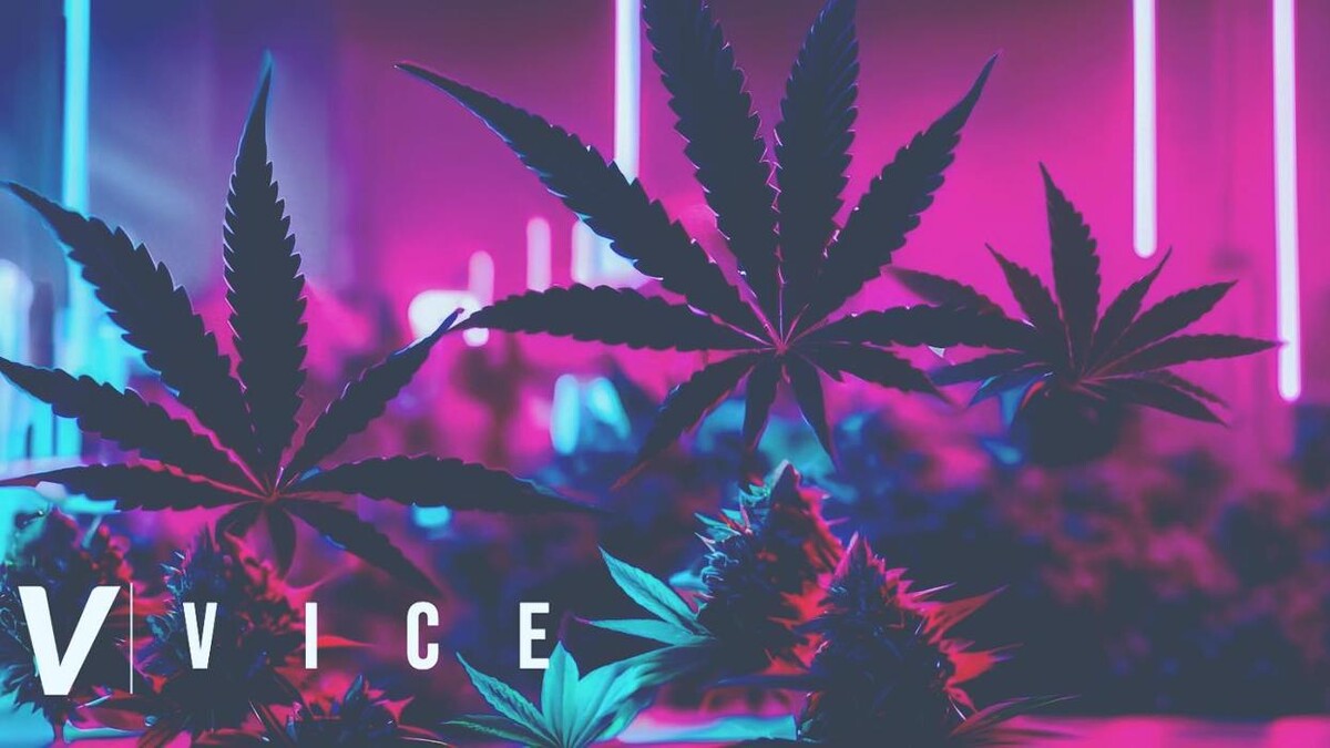 Images VICE Cannabis Dispensary