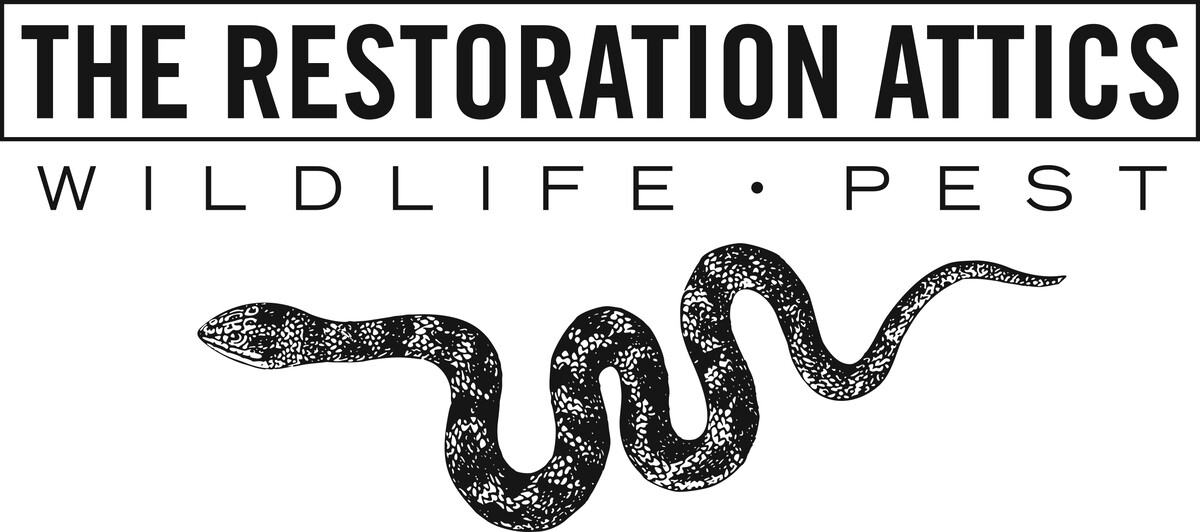 The Restoration Attics Logo