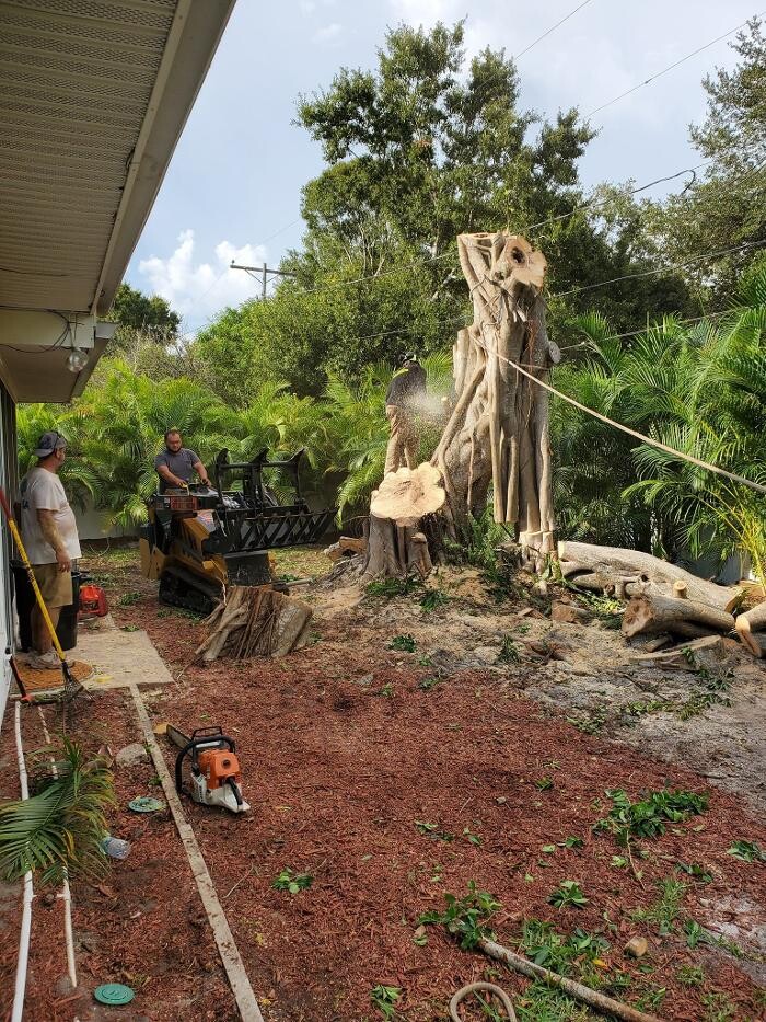 Images Greater Bay Area Tree & Arborist Services