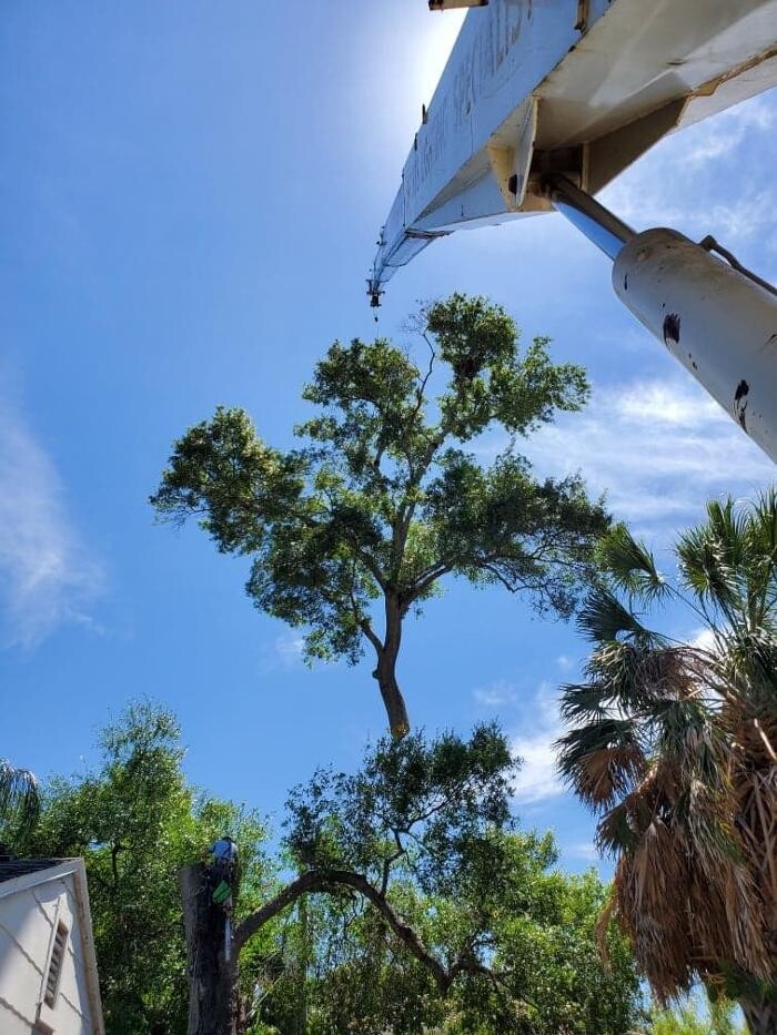 Images Greater Bay Area Tree & Arborist Services