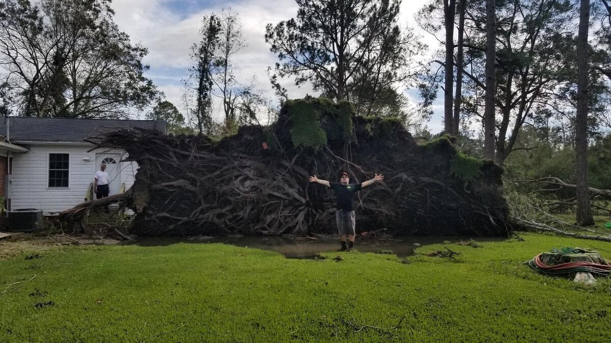 Images Greater Bay Area Tree & Arborist Services