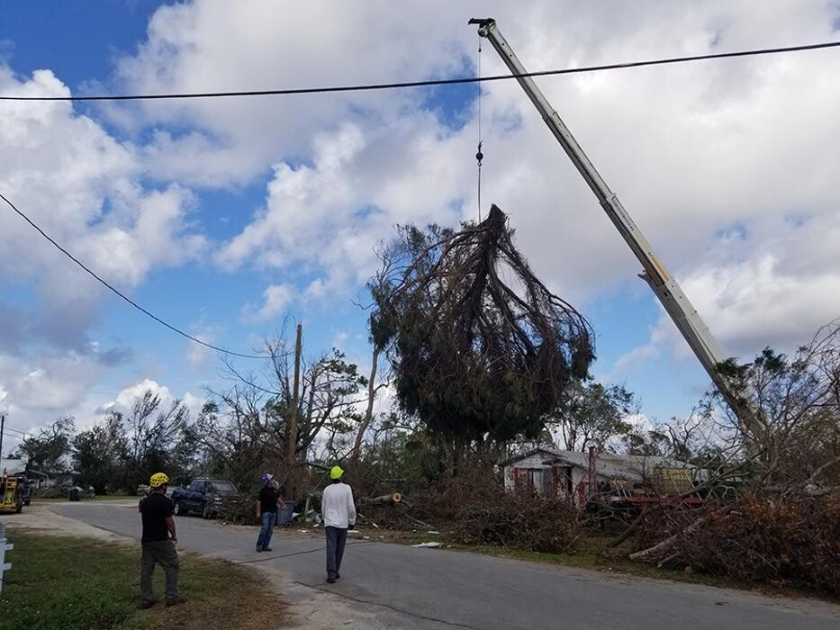 Images Greater Bay Area Tree & Arborist Services
