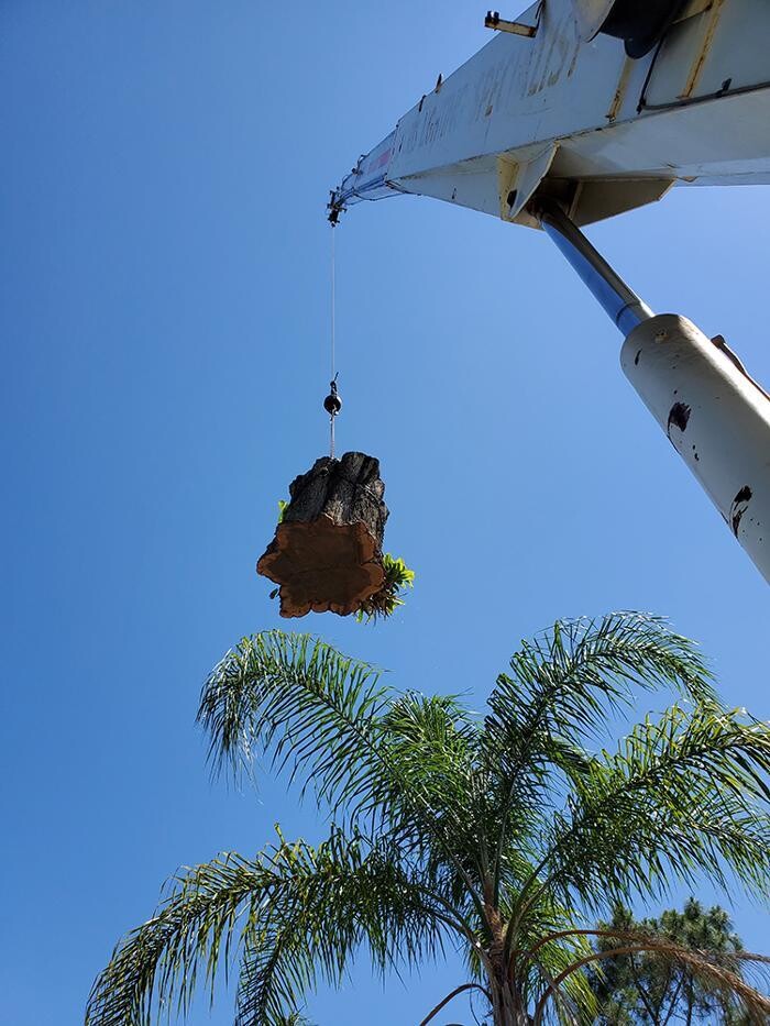Images Greater Bay Area Tree & Arborist Services
