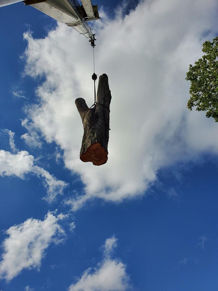 Images Greater Bay Area Tree & Arborist Services