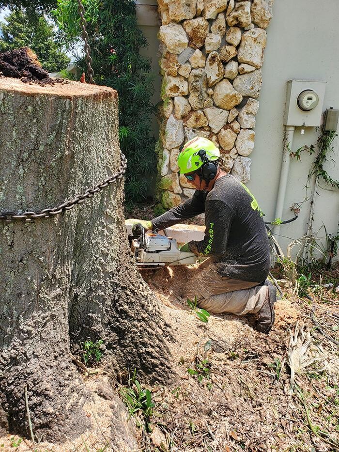 Images Greater Bay Area Tree & Arborist Services