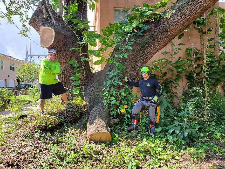 Images Greater Bay Area Tree & Arborist Services